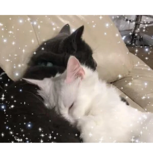 cat domestic cat small to medium-sized cats