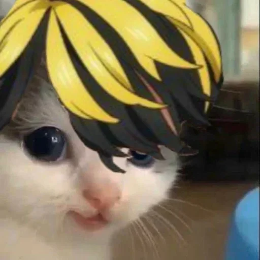 cat animal small to medium-sized cats