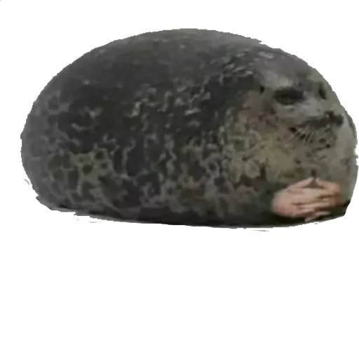 луна природа животное