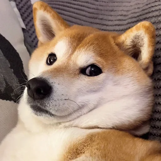 doggies @gikeota - animal