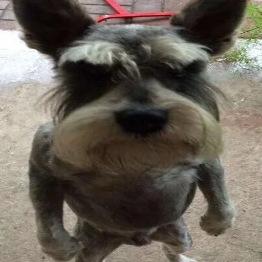 млекопитающее домашнее животное животное