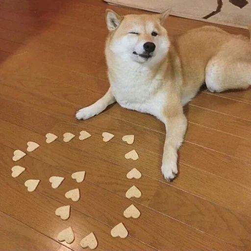 этаж животное комнатный