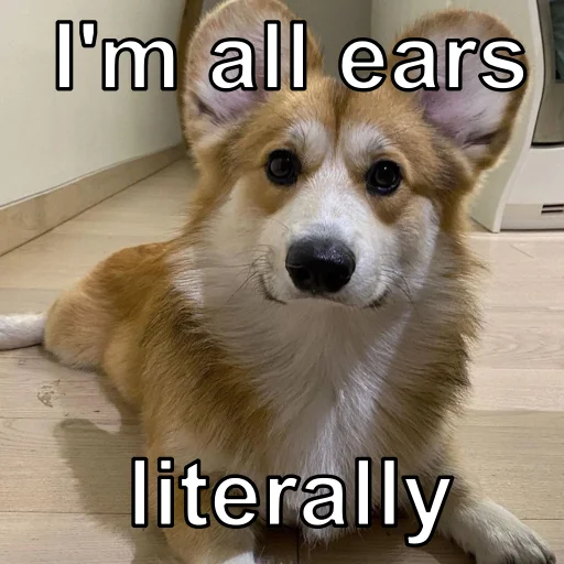 животное млекопитающее собака