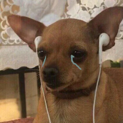 млекопитающее животное домашнее животное