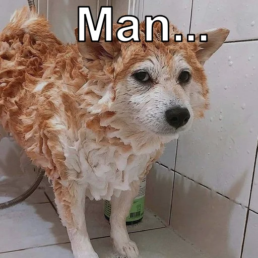 млекопитающее домашнее животное животное