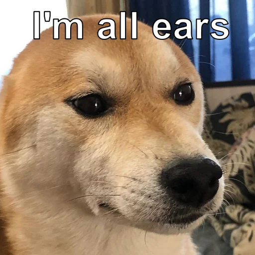 млекопитающее животное домашнее животное