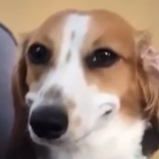 животное млекопитающее порода собак