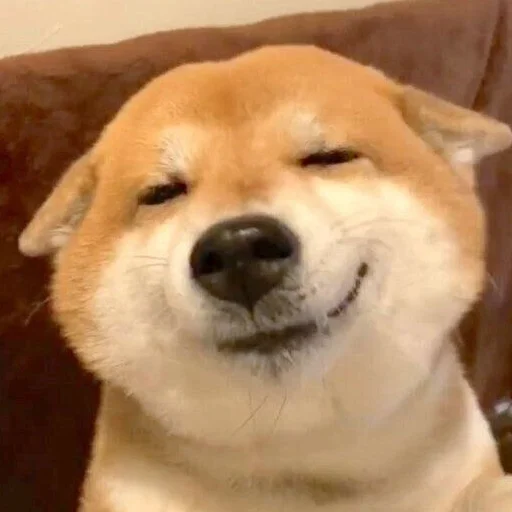 млекопитающее животное собака