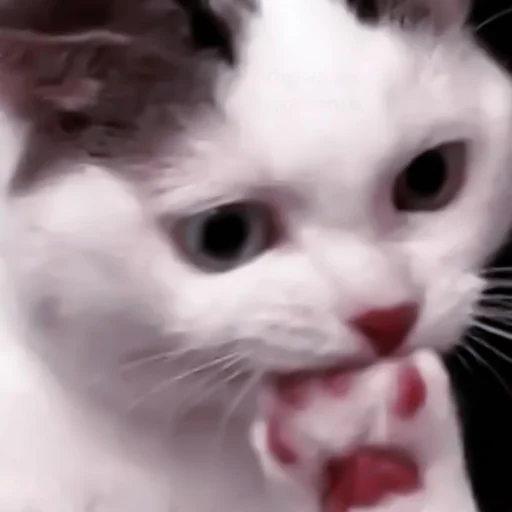 Sticker #♡︎; 𝗃𝗂𝗌𝗎𝗇𝗀` @helpjennrose. - 4