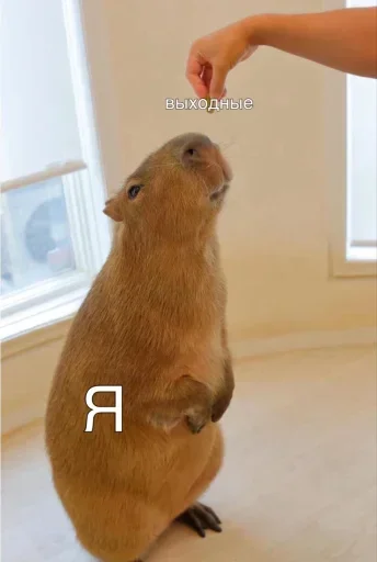 Больше стиков тут: @stikery4 - 