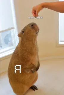 Sticker Больше стиков тут: @stikery4 - 1