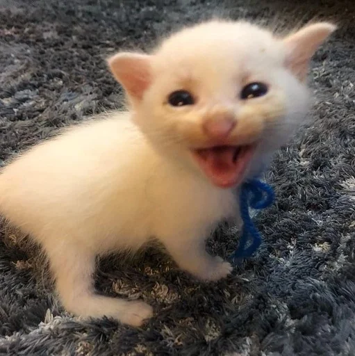 млекопитающее животное кошка