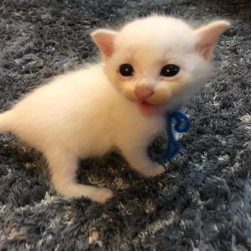 улюп :: @fStikBot - animal