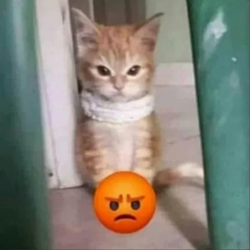 cat animal small to medium-sized cats