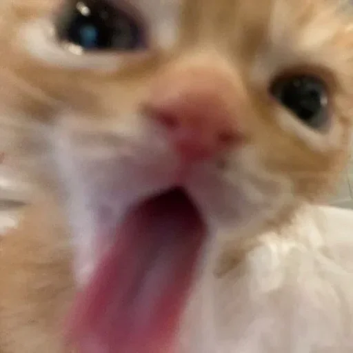 млекопитающее животное кошка