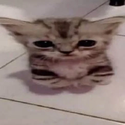 cat mammal small to medium-sized cats