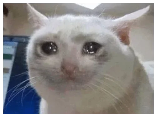 mammal animal domestic cat