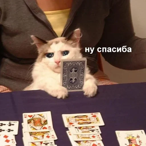 small to medium-sized cats felidae indoor