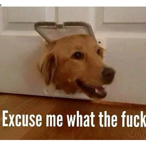 animal dog breed pet