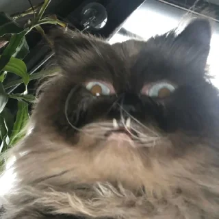 Sticker yohji_kattamoto - 0