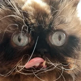 Sticker yohji_kattamoto - 2