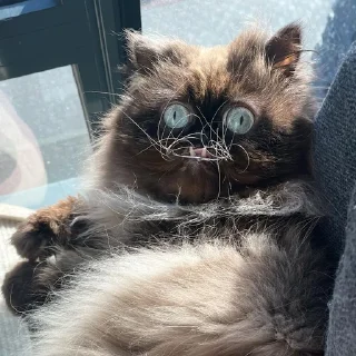 Sticker yohji_kattamoto - 4