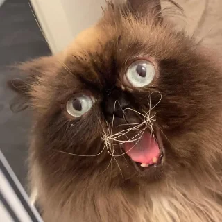 Sticker yohji_kattamoto - 5