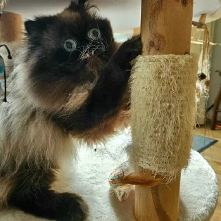 Sticker yohji_kattamoto - 8