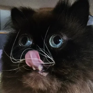 Sticker yohji_kattamoto - 1