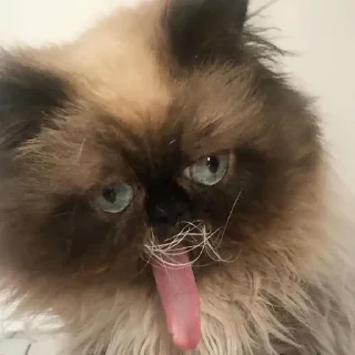 Sticker yohji_kattamoto - 11