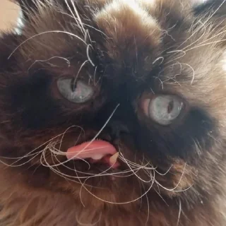 Sticker yohji_kattamoto - 3