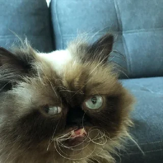 Sticker yohji_kattamoto - 9