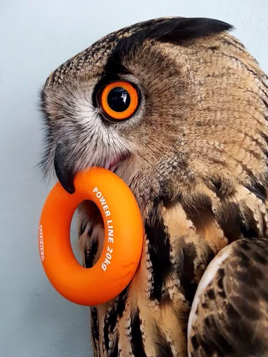 bird animal bird of prey