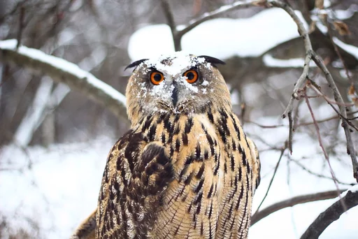 animal bird bird of prey