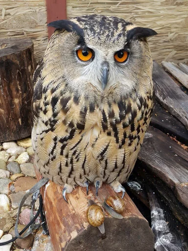 animal bird owl