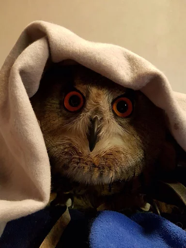 animal bird bird of prey