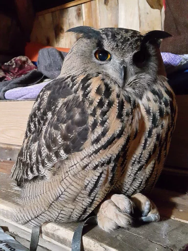 bird animal bird of prey