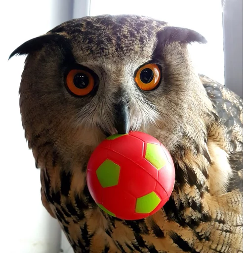 bird owl bird of prey