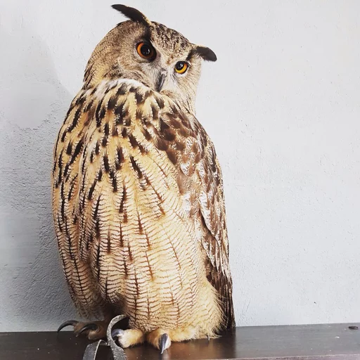 animal bird bird of prey