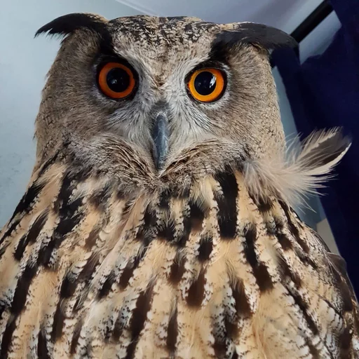 animal bird bird of prey