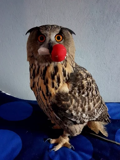 bird animal bird of prey