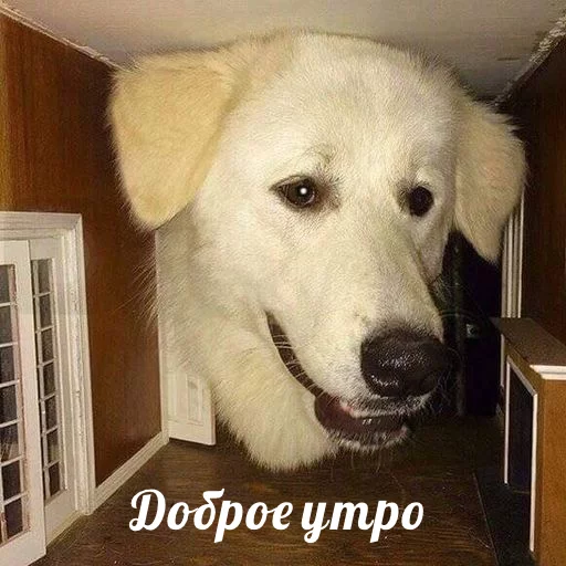 indoor animal mammal