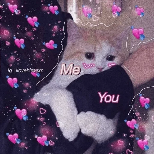 cat christmas mammal