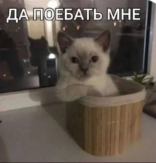 Стикер да поебать мне - 9