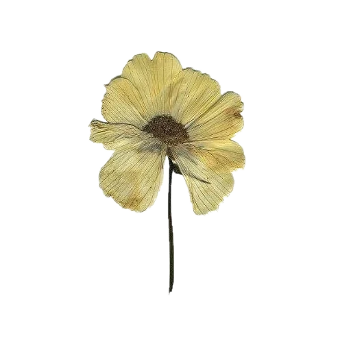 растение цветок лепесток