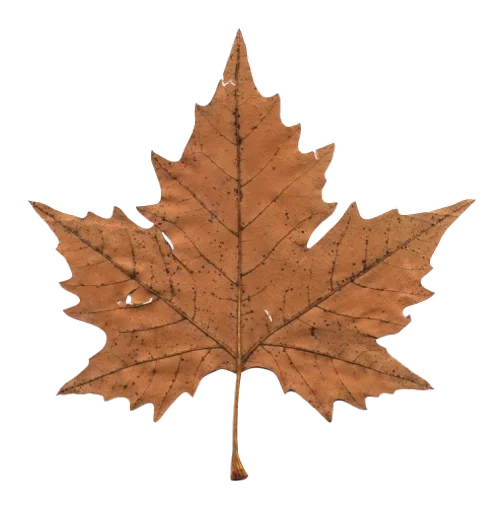 растение дерево кленовый лист