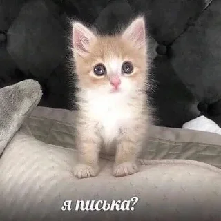 Sticker Стикеры 👉🏼 @stickers_gifs0 - 9