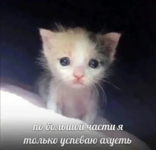 Стикер ysUlmSd_by_achestickbot - 1