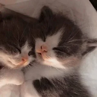 Стикер Больше стиков тут: @stikery4 - 11