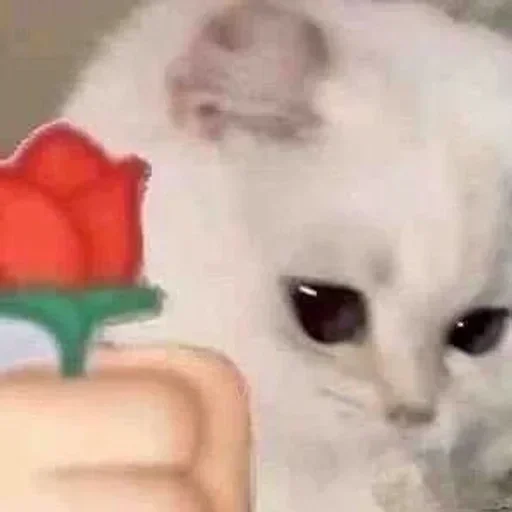 Sticker ytRFcblQaBS_by_stickers_stealer_bot - 1